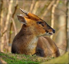 an antelope is sitting in the grass and looking at something with horns on it's head