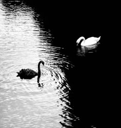 two swans swimming in the water near each other