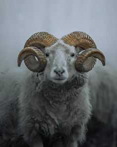 a ram with large horns standing in the fog