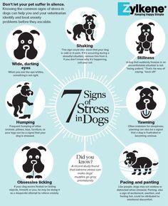 Dog Cold, Dog Body Language, Cats Stuff, Easiest Dogs To Train, Bad Behavior