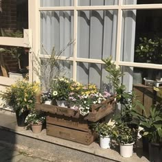 several potted plants are sitting in front of a window