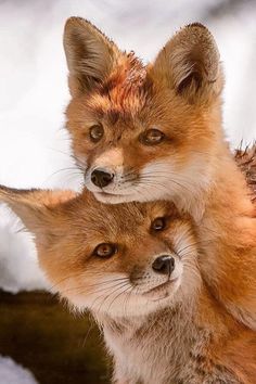 two foxes are sitting next to each other