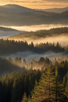 the sun shines through the foggy forest in this view from atop a hill