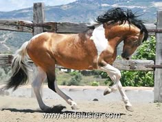 a brown and white horse galloping in an enclosure