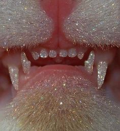 a close up view of the teeth and gums of a dog's mouth