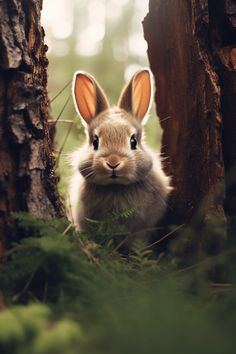 a bunny rabbit peeking out from behind some trees in the forest, looking at the camera