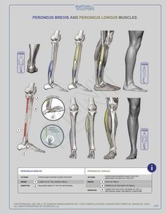 an image of the muscles and tendus