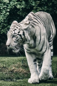 a white tiger walking across a lush green field