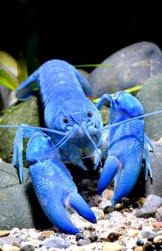 a blue lobster is sitting on some rocks