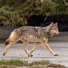 a wolf walking across a wet ground next to trees