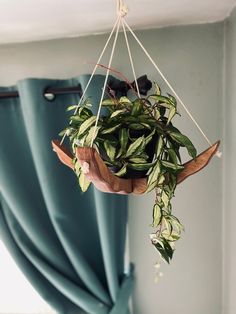 a potted plant hanging from the ceiling in a room with blue drapes and curtains