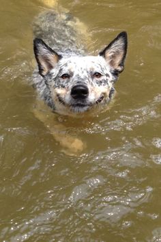 a dog is swimming in the water