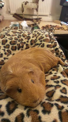 a brown guinea pig laying on top of a leopard print blanket