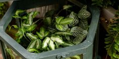 some green plants are in a metal container