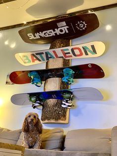 a dog sitting on top of a couch next to a bunch of snowboards hanging from the ceiling