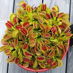 a potted plant with red and green leaves