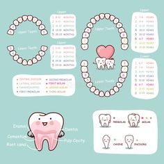 Dentistry Aesthetic, Cartoon Anatomy, Teething Chart, Anatomy Chart, Body Preschool, Tooth Cartoon