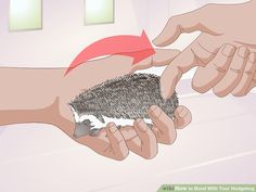 a hedgehog being petted by someone's hand with red arrow pointing at it