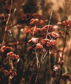 some very pretty red flowers in the grass