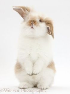 a small white and brown rabbit sitting on its hind legs in front of a white background