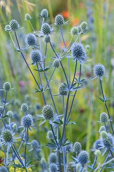 some very pretty blue flowers in the grass