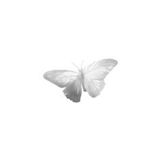 a white butterfly flying through the air