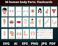 the human body parts flashcards are shown in this graphic style, with different images