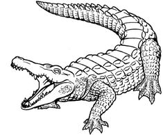 an alligator is shown in black and white