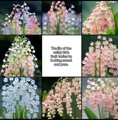 the lily of the valley flowers are blooming in many different colors and sizes,