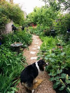 a black and white dog standing on top of a dirt road next to green plants