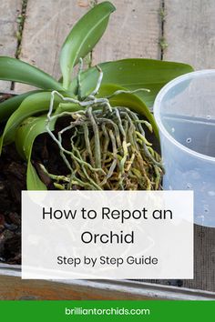 a potted plant sitting on top of a wooden table next to a plastic cup