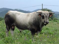 a large bull standing in the middle of a field