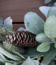 a pine cone sitting on top of a green plant