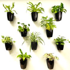 PRICES MAY VARY. 10 PACK SET: 5 inch (outer pot); 3.8 inch (inner pot), small size, fit 3-3.5” nursery pot. Check image for detailed dimension and pick the right size for your plants to prevent unpleasant experience and potential wastage on resources SELF WATERING SYSTEM: this is one of the most simple and easy system to start with. Offer excellent benefits and convenience for busy individuals. These flat back wall mount planter go well with most of the plants if you know their needs well. e.g. Wall Mount Planter, Wall Garden Indoor, Self Watering System, Planters For Indoor Plants, Hanging Glass Terrarium, Wall Plant Holder, Wall Planters Indoor, Hanging Wall Planters, Wall Mounted Planters