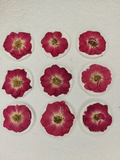 nine red flowers are arranged on a white surface