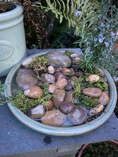 a bowl filled with rocks and plants on top of a table next to a potted plant