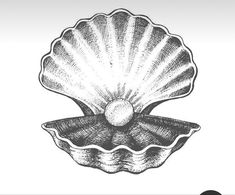 an ink drawing of a scallop shell