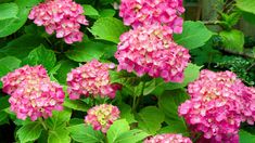 pink flowers with green leaves in the foreground