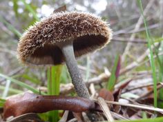 two mushrooms sitting on the ground next to each other