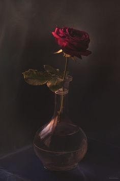 a single red rose in a glass vase