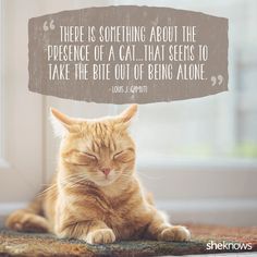 Cat Love Quotes, Cat Quotes Funny, Cat People, Puppy Care, Pet Puppy, Animal Quotes, Cat Owners, Beautiful Cats