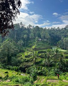 a lush green valley with palm trees on the side