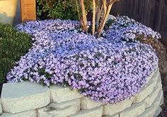 purple flowers are growing in the middle of a rock wall