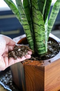 a person is holding some dirt in their hand next to a potted plant on a table