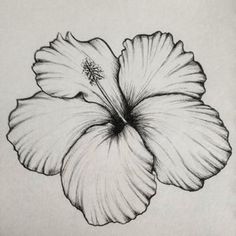 a black and white drawing of a flower on a piece of paper that is drawn in pencil