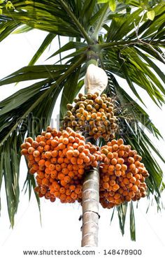 bunches of fruit hanging from a palm tree