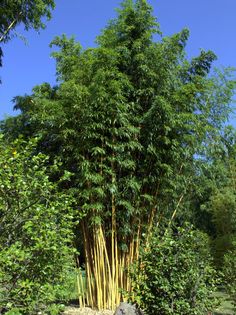 a tall bamboo tree in the middle of some bushes