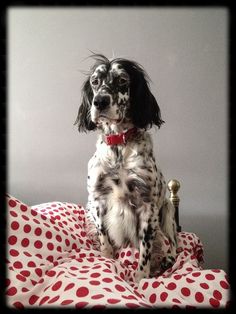 a black and white dog sitting on top of a bed covered in red polka dots