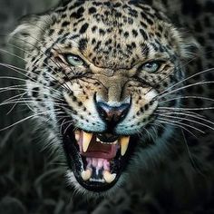 a leopard with its mouth open and it's teeth wide open, showing fangs