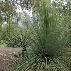 a large green plant sitting in the middle of a forest